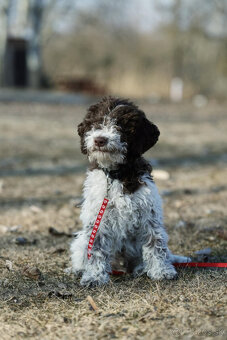 LAGOTTO ROMAGNOLO STENIATKO s PP papiermi - 5