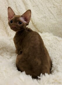 Čokoládové mačiatko Devon Rex z PP - 5