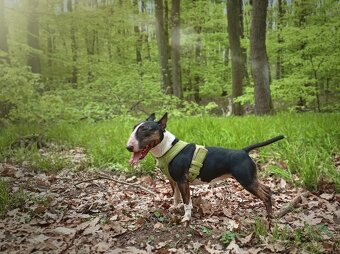 Mini bullterier / Miniature Bullterrier - 5