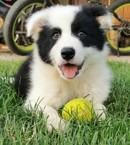 Border Collie, kolia - 5