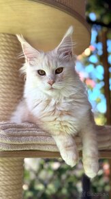 ❣️Mainská myvalia Maine Coon s PP❣️ - 5