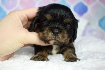 Cavalier King Charles Španiel s PP - 5