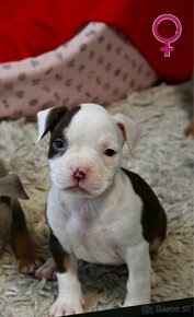 American bully s PP - 5