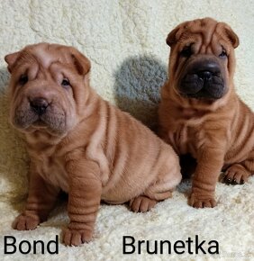 Šarpej, Sharpej, Shar-pei s PP - 5