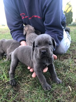 Cane Corso šteniatka - 5