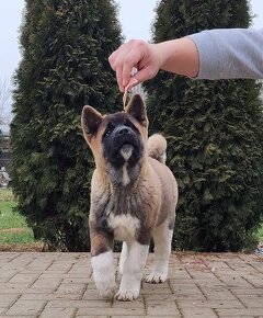 Americká akita (American akita) - 5