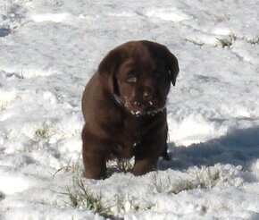 Labrador retriever -  čokoládové šteniatka s PP - 5