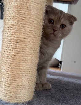 Scottish Fold - 5