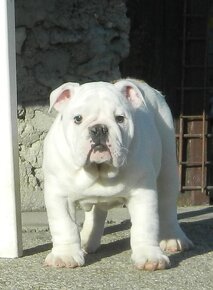 Anglický bulldog - 5