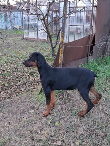 Šteniatka Doberman - 5