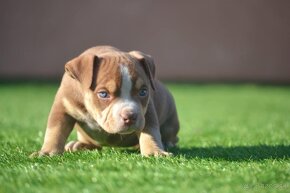 American bully - 5