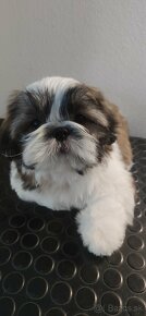 Šteniatko shih-tzu s PP - 5