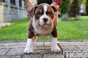 American Bully - 5