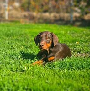 Doberman šteniatká - 5