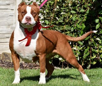 American Bully Xl - 5