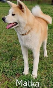 Akita inu - 5