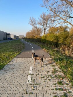 Darujem amerického stafordšírskeho teriér (amstaff, staford) - 5