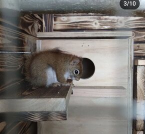 Veverička Kanadská - nepribuzný pár - 5