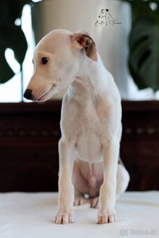 Whippet male - 5