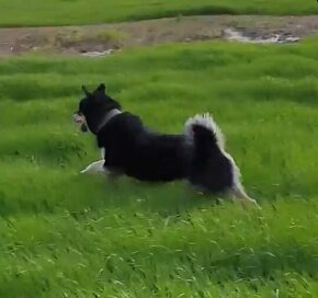 darujem Rottweiler/Husky/Shiba Inu rotvajlera surne - 5