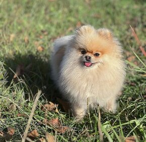 Pomeranian  mini - 5