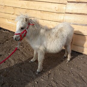 Mini shetland pony Kobyla - 5