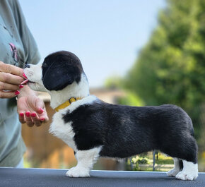 Welsh Corgi Cardigan-štěňata s průkazem původu FCI - 5