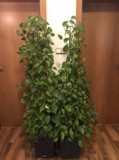 Zelená ťahavá izbová rastlina - 5