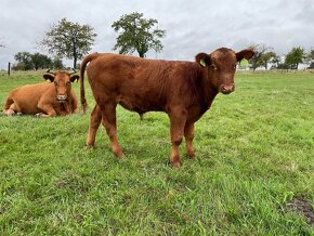 Predám mladé býky Aberdeen Angus a krížence - 5