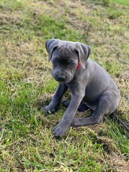 Výnimočné šteniatka americký bandog s rodokmeňom - 5