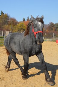 Predám žrebca - Percheron - 5