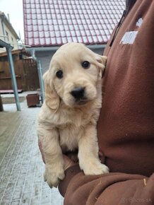 Golden retriever-zlatý retriever - 5