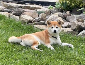 Shiba inu  s PP - 5