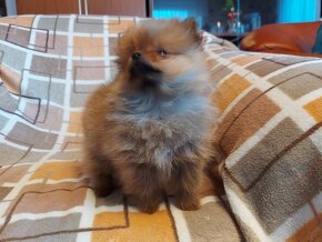 Špic, nemecký špic , oranžový špic, pomeranian - 5