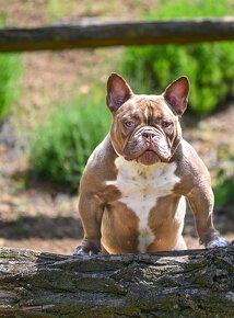 American bully exotic micro - 5