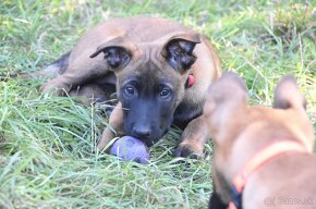 Belgický ovčák Malinois - 5