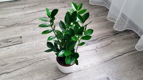 Zamiokulkas (Zamioculcas zamiifolia) - 5