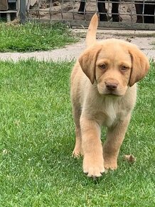 Čistokrevní štěňata labrador IHNED - 5