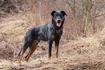 Beauceron s PP - 5