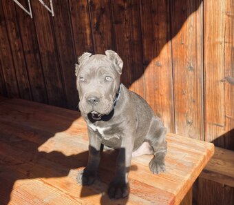 Šteniatka Cane Corso - 5