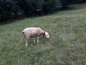 Berichon du cher  x  texel - 5