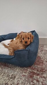 Cavapoo - 5