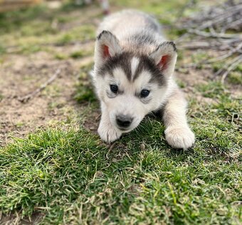 Šteniatka sibírsky Husky - 5