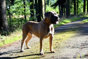 Cane Corso štěňata s FCI PP - 5