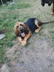 Bloodhound (Chien de Saint-Hubert) - 5