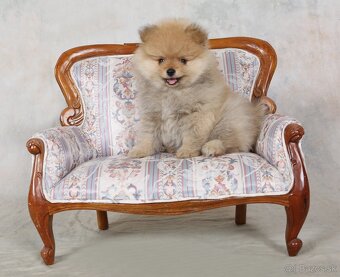 Pomeranian - 5