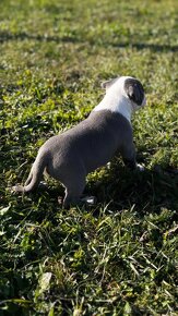 American bully - 5