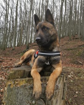 Belgický ovčiak Malinois - 5