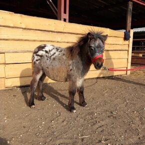 Mini shetland pony JOHAN - 5