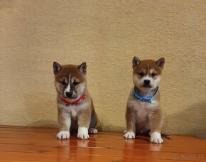 Shiba inu - 5